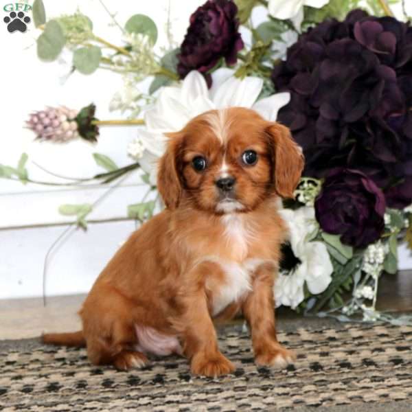 Luke, Cavalier King Charles Spaniel Puppy