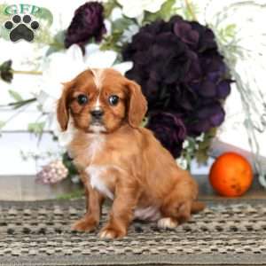 Luke, Cavalier King Charles Spaniel Puppy