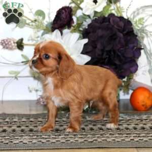 Luke, Cavalier King Charles Spaniel Puppy