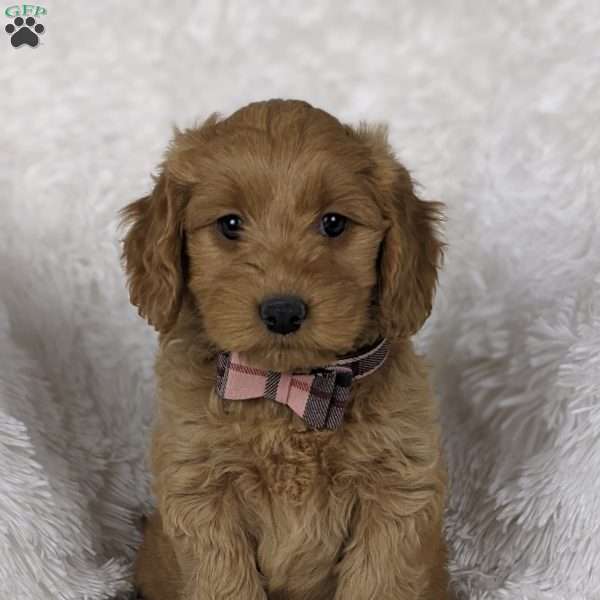 Lumi, Mini Goldendoodle Puppy