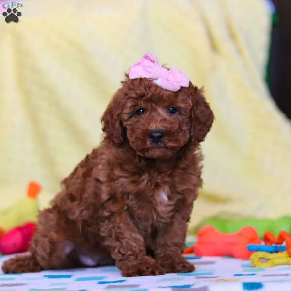 Luna, Miniature Poodle Puppy