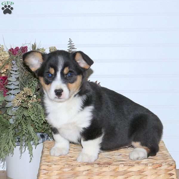 Luna, Pembroke Welsh Corgi Puppy