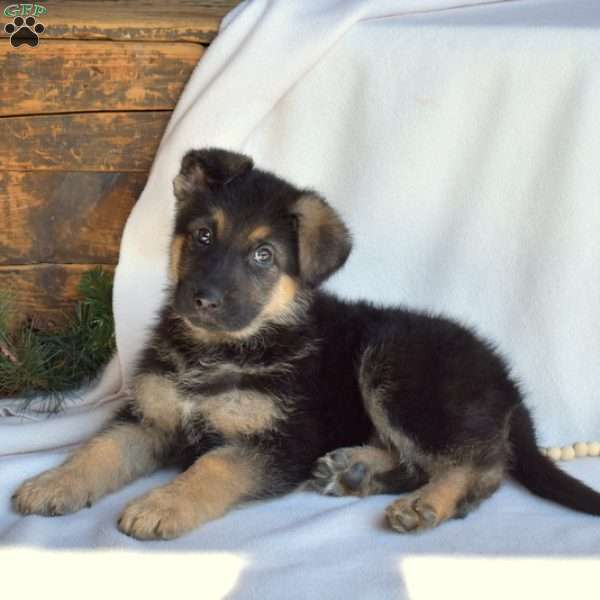 Luna, German Shepherd Puppy