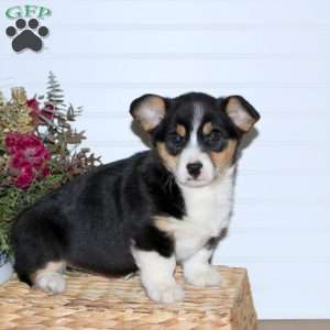 Luna, Pembroke Welsh Corgi Puppy