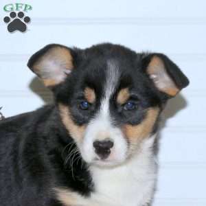 Luna, Pembroke Welsh Corgi Puppy