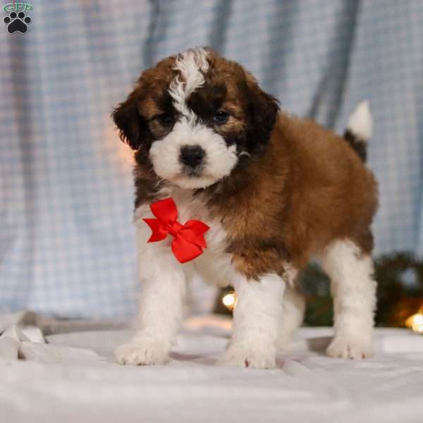 Frost, Saint Berdoodle Puppy