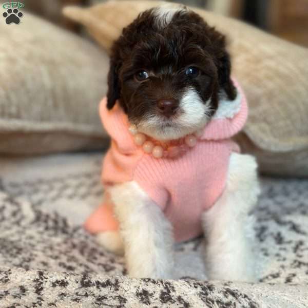 Matcha, Portuguese Water Dog Puppy