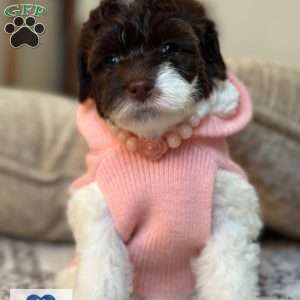 Matcha, Portuguese Water Dog Puppy