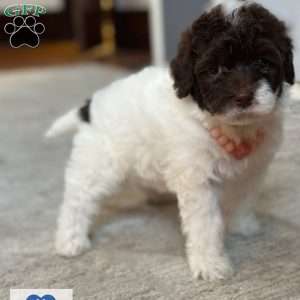 Matcha, Portuguese Water Dog Puppy