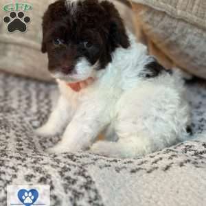 Matcha, Portuguese Water Dog Puppy