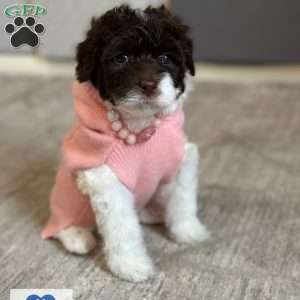 Matcha, Portuguese Water Dog Puppy