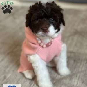 Matcha, Portuguese Water Dog Puppy