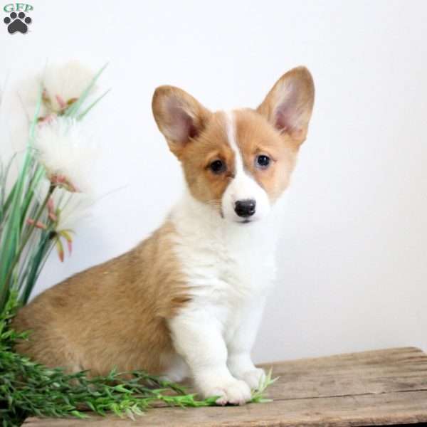 Mable, Pembroke Welsh Corgi Puppy