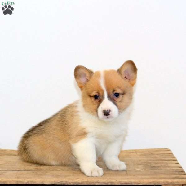 Mable, Pembroke Welsh Corgi Puppy