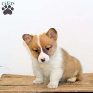 Mable, Pembroke Welsh Corgi Puppy