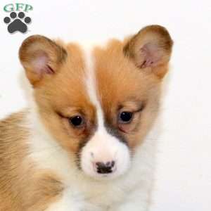 Mable, Pembroke Welsh Corgi Puppy