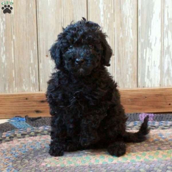 Mac, Miniature Poodle Puppy