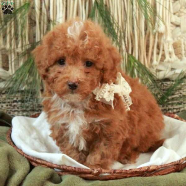 Mac, Miniature Poodle Puppy