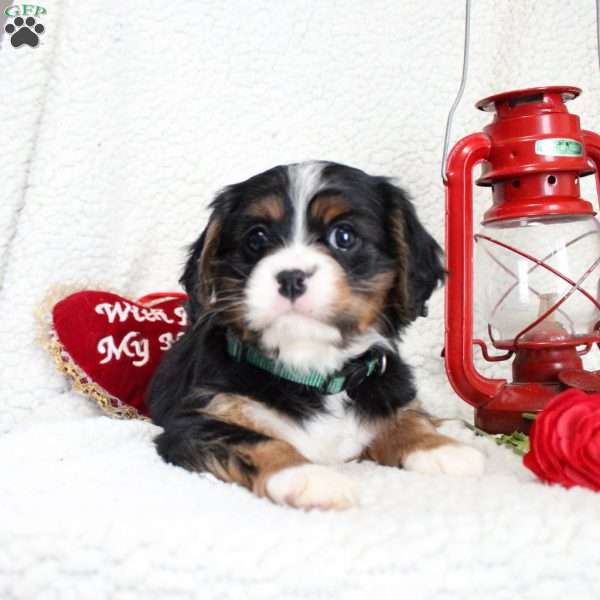 Macey, Miniature Bernese Mountain Dog Puppy