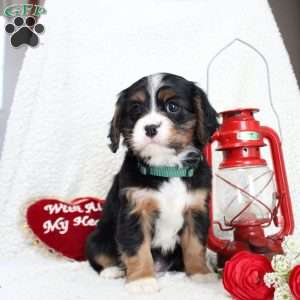 Macey, Miniature Bernese Mountain Dog Puppy