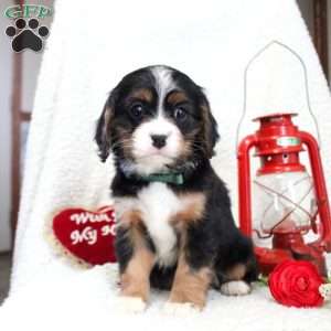 Macey, Miniature Bernese Mountain Dog Puppy