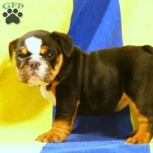 Macey, English Bulldog Puppy