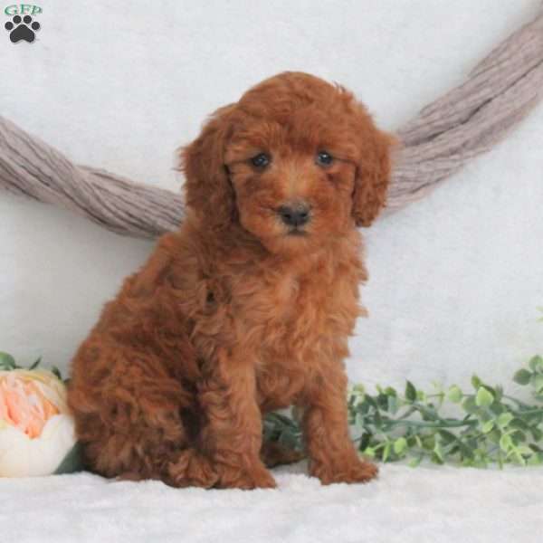 Mackenzie, Miniature Poodle Puppy