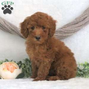 Mackenzie, Miniature Poodle Puppy