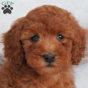 Mackenzie, Miniature Poodle Puppy