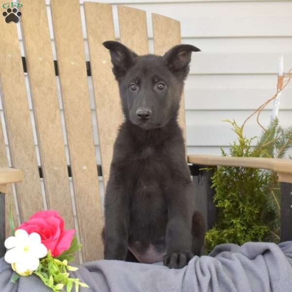 Macy, German Shepherd Puppy