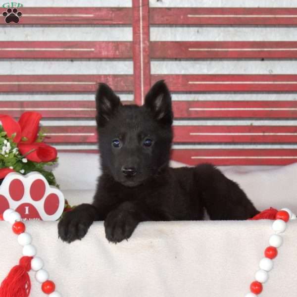 Macy, German Shepherd Puppy