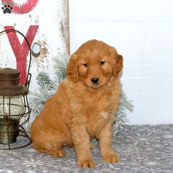 Maddy, Golden Retriever Puppy