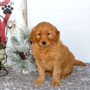 Maddy, Golden Retriever Puppy