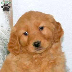 Maddy, Golden Retriever Puppy