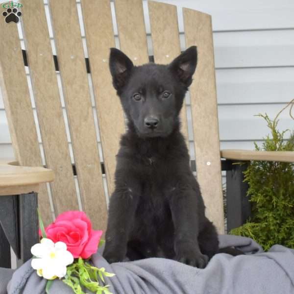 Madison, German Shepherd Puppy