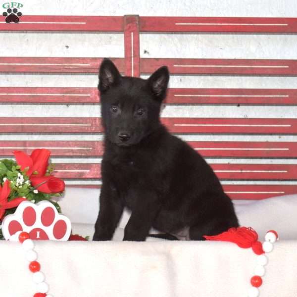 Madison, German Shepherd Puppy