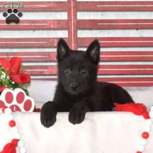 Madison, German Shepherd Puppy