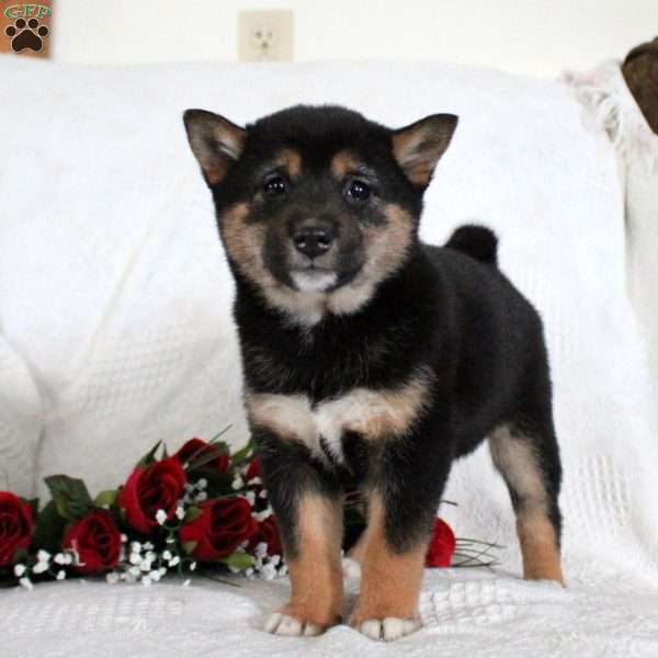 Madison, Shiba Inu Puppy