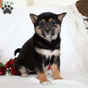 Madison, Shiba Inu Puppy