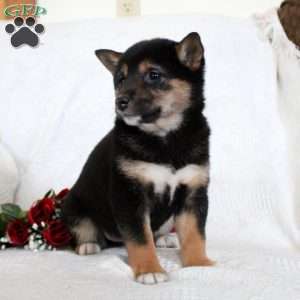 Madison, Shiba Inu Puppy