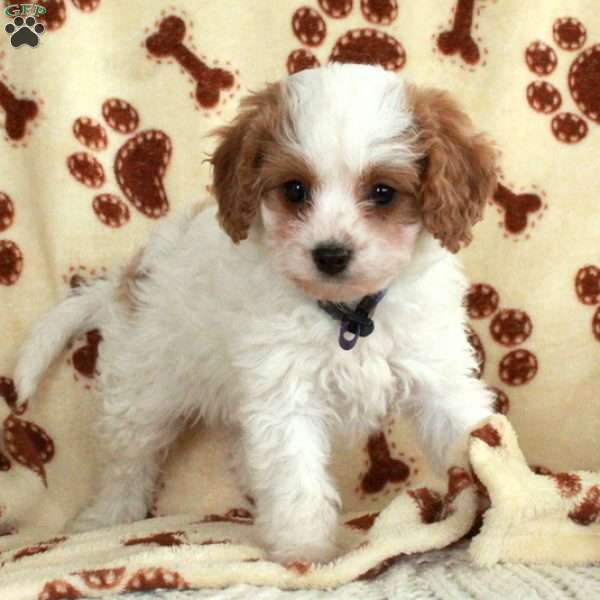 Maeve, Cavapoo Puppy