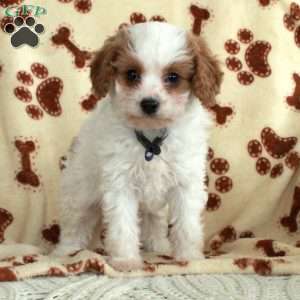 Maeve, Cavapoo Puppy