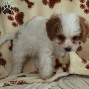 Maeve, Cavapoo Puppy