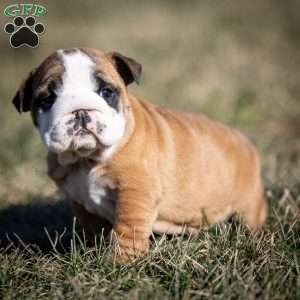 Maggie, English Bulldog Puppy