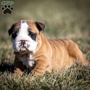 Maggie, English Bulldog Puppy