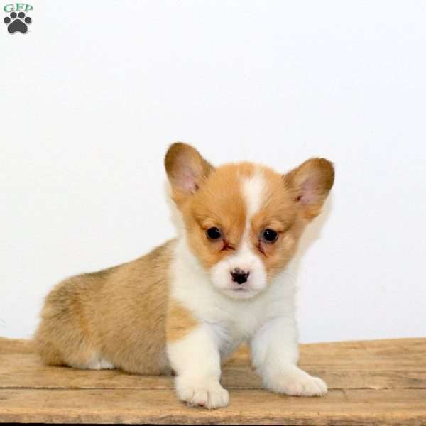 Maggie, Pembroke Welsh Corgi Puppy