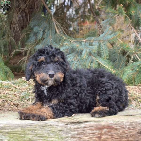 Maggie, Mini Bernedoodle Puppy