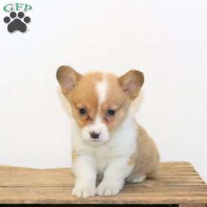 Maggie, Pembroke Welsh Corgi Puppy