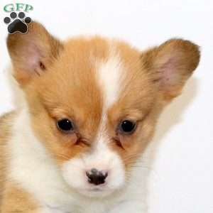 Maggie, Pembroke Welsh Corgi Puppy