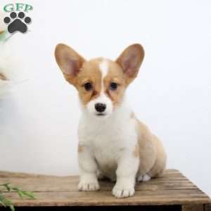 Maggie, Pembroke Welsh Corgi Puppy